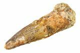 Fossil Spinosaurus Tooth - Real Dinosaur Tooth #298104-1